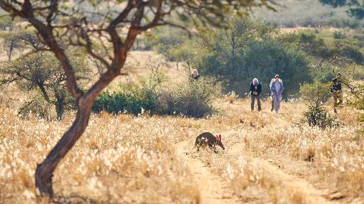 Safaritraum Südafrika Tswalu Game Reserve | Abendsonne Afrika